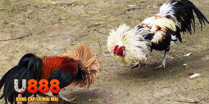 123win79 game nổ hũ là gì
